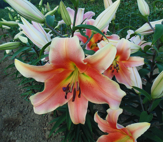 Lily Zelmira