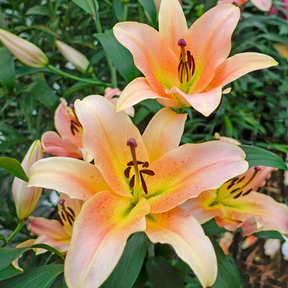 Lily Zelmira