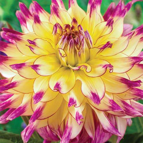 Dahlia Zoey Rey