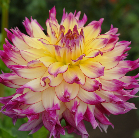 Dahlia Zoey Rey