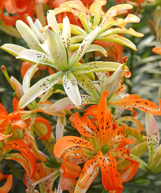 Lily As Must See