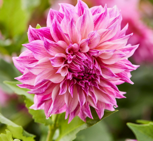 Dahlia Cafe Au Lait Royal