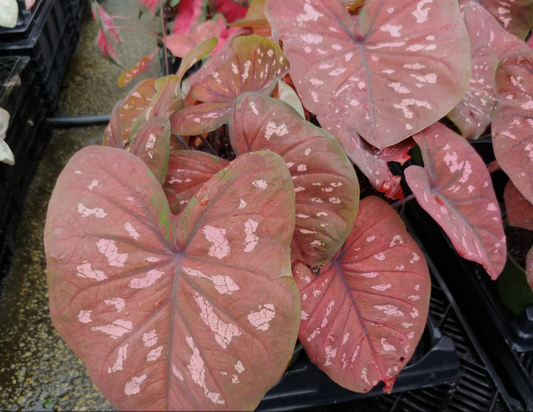 Caladium Rain or Shine