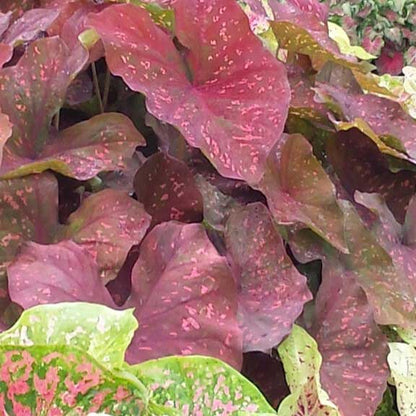 Caladium Burning Heart