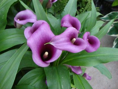 Calla Paco