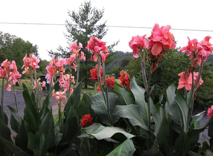 Canna Tall Salmon Beauty