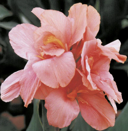 Canna Tall Salmon Beauty