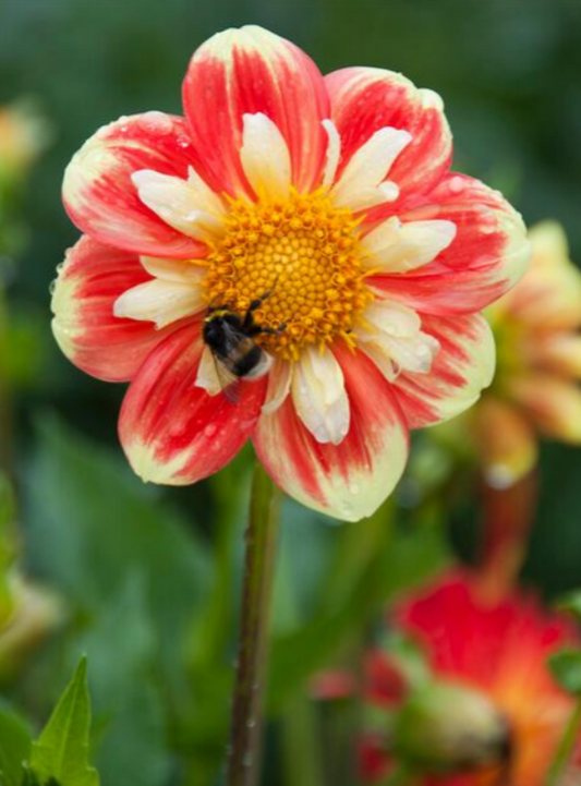 Dahlia Pooh Swan Island