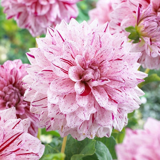 Dahlia Fern Ridge