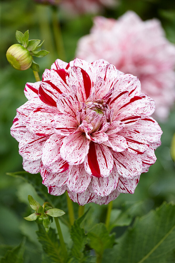 Dahlia Fern Ridge