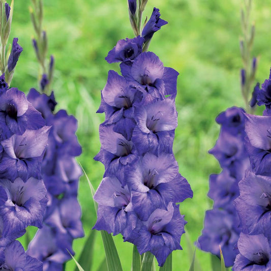 Gladiolus Mante