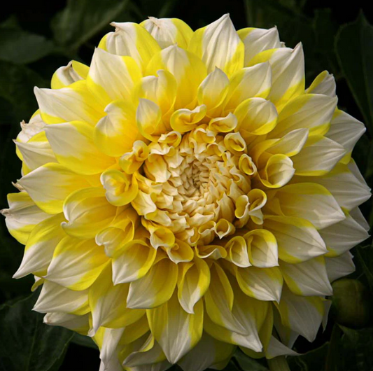 Dahlia Grand Prix