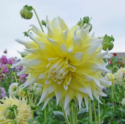 Dahlia Grand Prix