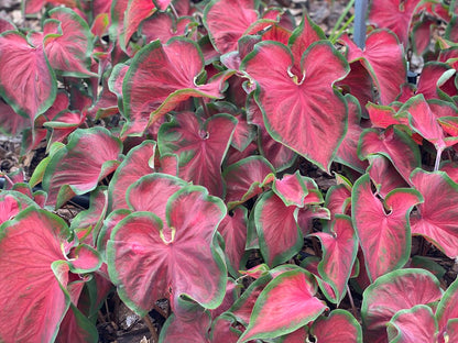 Caladium Hot 2 Trot