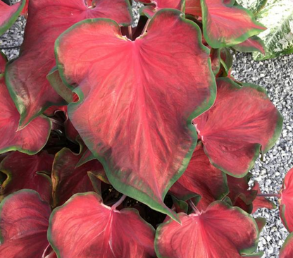 Caladium Hot 2 Trot