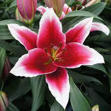 Lily King Solomon