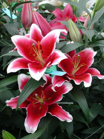Lily King Solomon