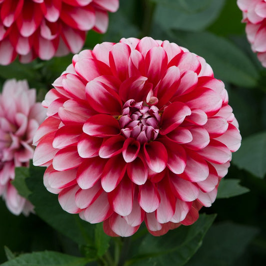 Dahlia Little Tiger