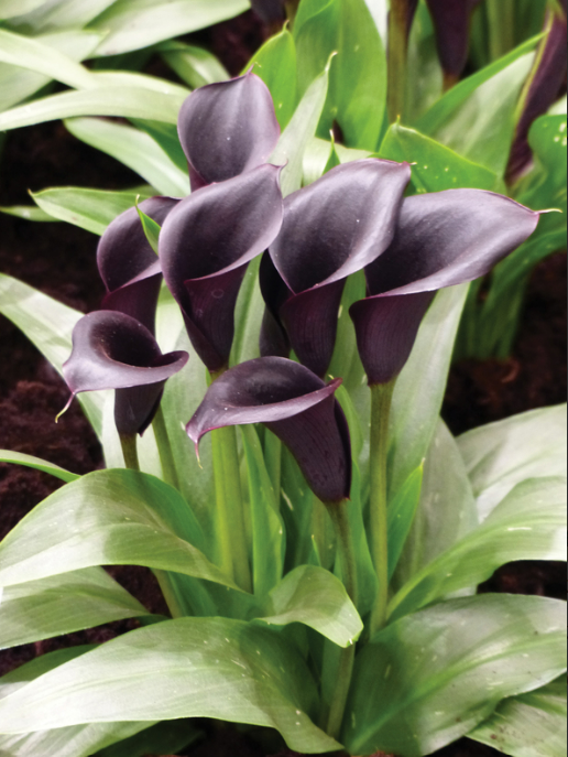 Calla Odessa