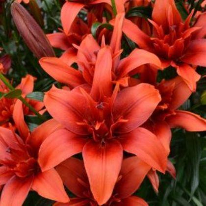 Lily Red Twin