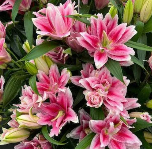 Roselily Viola