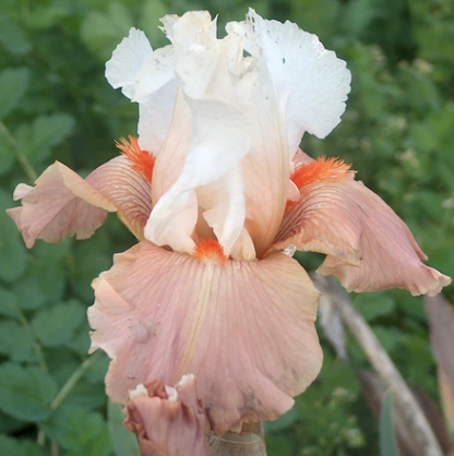 Bearded Iris Struck Twice