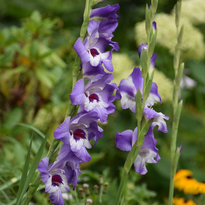 Gladiolus Vista