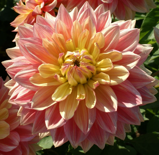 Dahlia Wanda's Aurora
